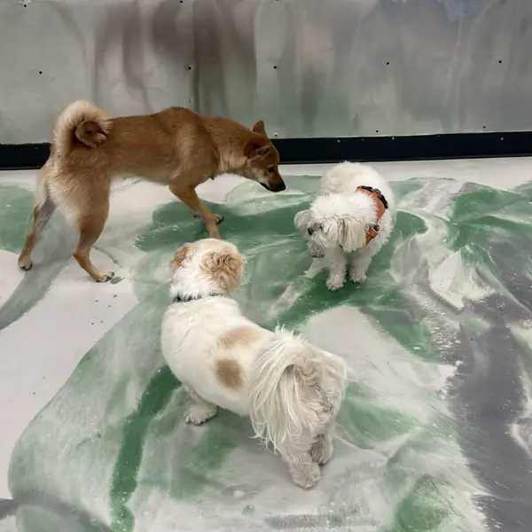 Boarding guest at K9 Rox Club Las Vegas